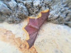 Lophosis labeculata