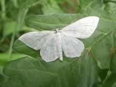Scopula floslactata