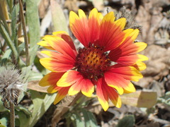 Gaillardia × grandiflora