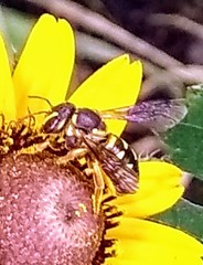 Dianthidium