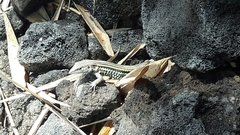 Aspidoscelis lineattissimus