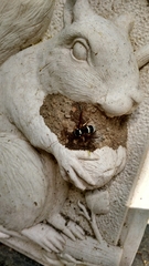 Ancistrocerus waldenii