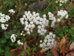 Ageratina pichinchensis