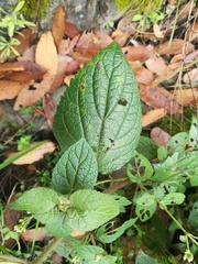 Ageratina pichinchensis