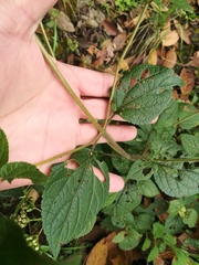 Ageratina pichinchensis