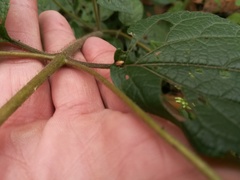 Ageratina pichinchensis
