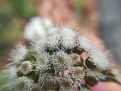 Ageratina pichinchensis