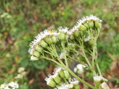 Ageratina pichinchensis
