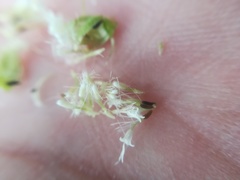 Ageratina pichinchensis