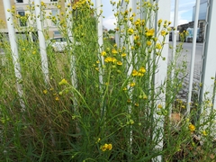 Senecio inaequidens