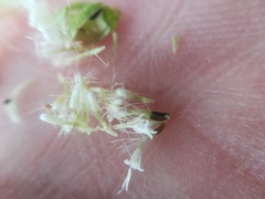 Ageratina pichinchensis
