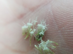 Ageratina pichinchensis