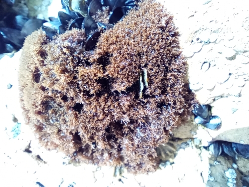 Caulacanthus ustulatus observed 2024-08-27