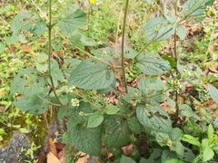 Ageratina pichinchensis
