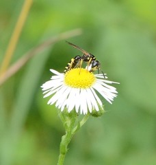 Philanthus bilunatus