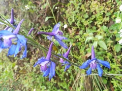 Delphinium madrense