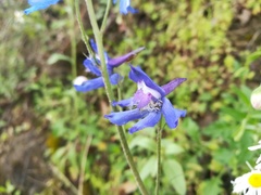 Delphinium madrense