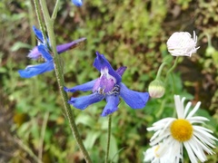 Delphinium madrense