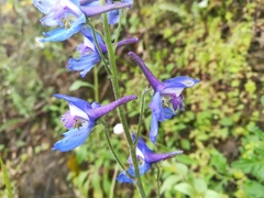 Delphinium madrense