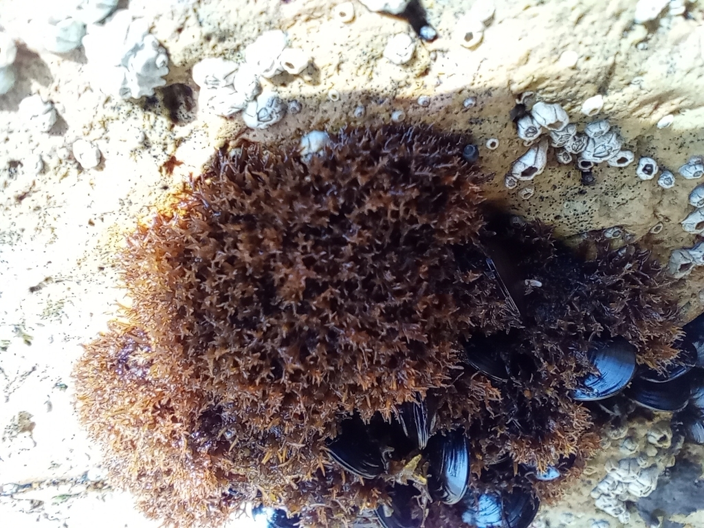 Caulacanthus ustulatus