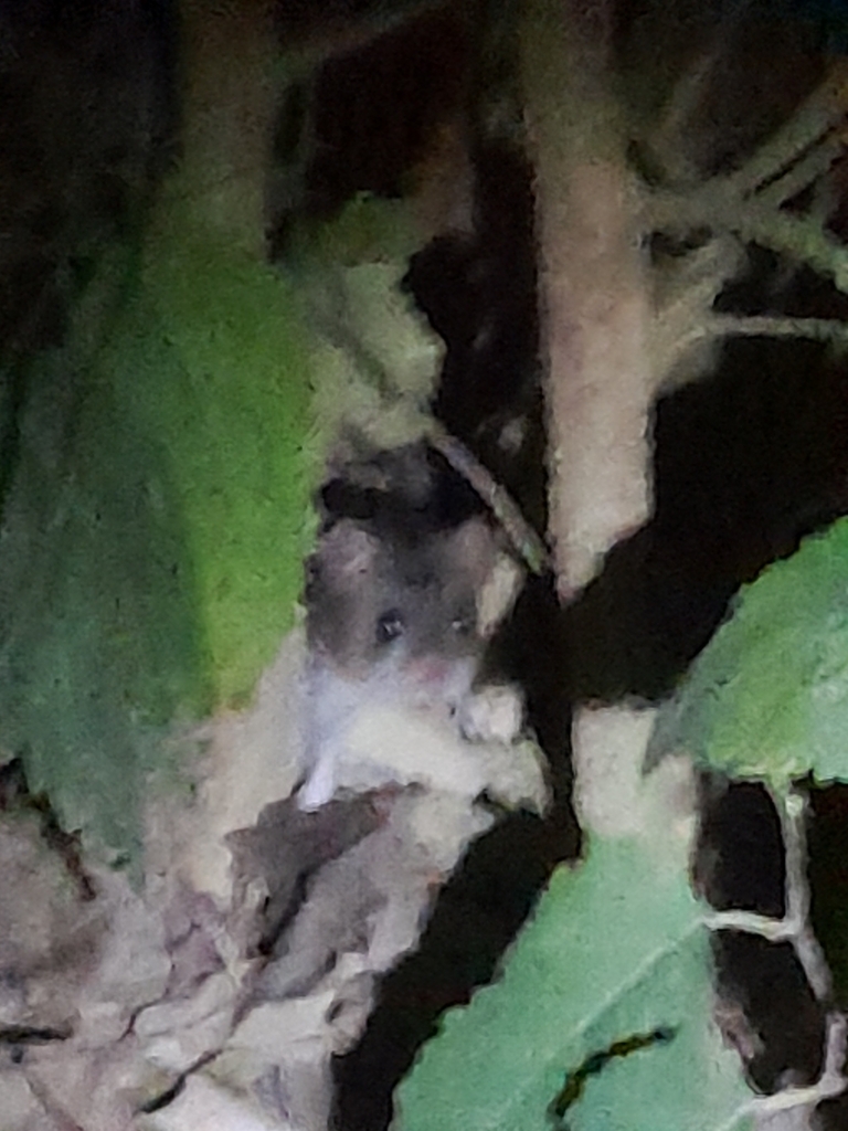 Large Vesper Mouse