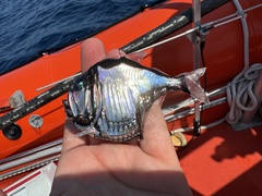 Atlantic Silver Hatchetfish photo 2