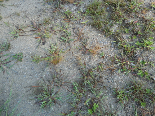 Image of Bulbostylis capillaris by no rights reserved