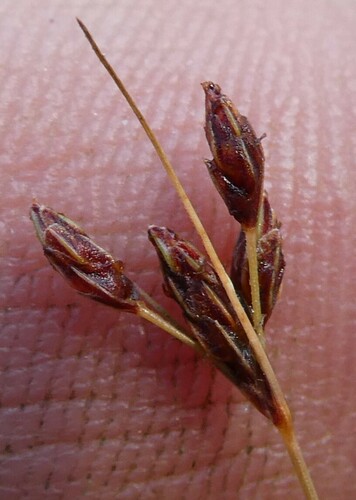 Image of Bulbostylis capillaris by no rights reserved