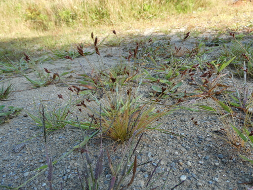 Image of Bulbostylis capillaris by no rights reserved