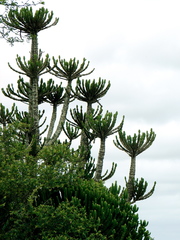 Euphorbia confinalis