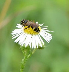 Philanthus bilunatus