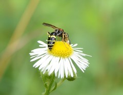 Philanthus bilunatus