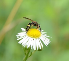 Philanthus bilunatus