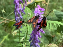 Zygaena osterodensis