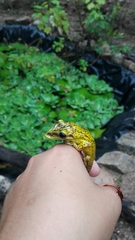 Triprion spatulatus