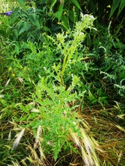Cirsium arvense