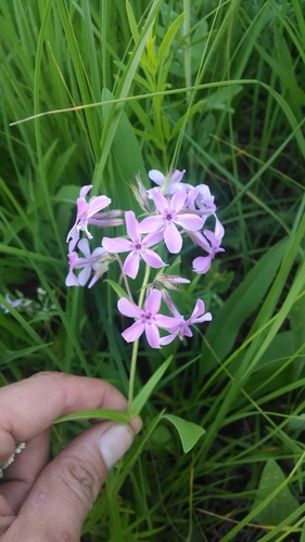 prairie phlox