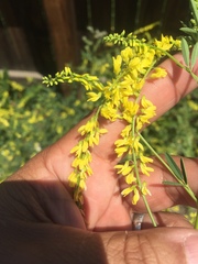 Melilotus officinalis