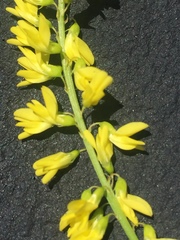 Melilotus officinalis