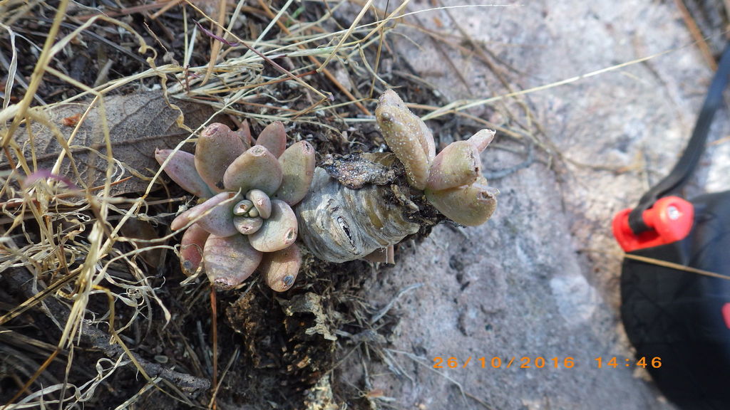 Echeveria craigiana, Temósachic, Chih., México