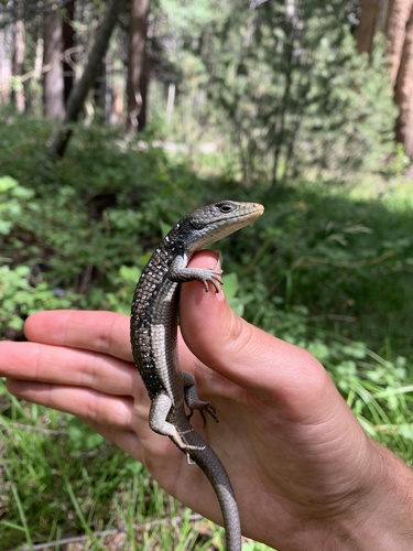 iNaturalist observation photo of Sierra Alligator Lizard