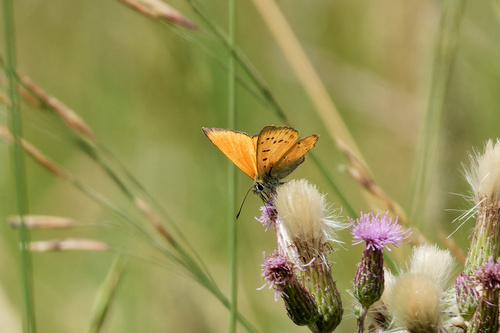 Scarce Copper photo 3