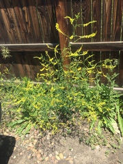 Melilotus officinalis