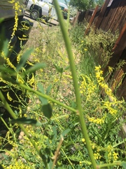 Melilotus officinalis