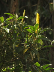 Abatia parviflora