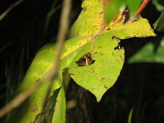 Pedaliodes phaea