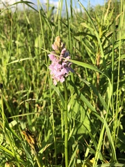 Dactylorhiza fuchsii