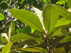 Critoniopsis bogotana