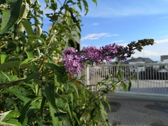 Buddleja davidii