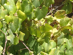 Vitis californica